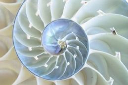This nautilus shell is full of math! 